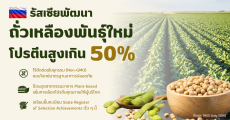 รัสเซียพัฒนาถั่วเหลืองพันธุ์ใหม่