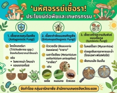 มหัศจรรย์เชื้อรา