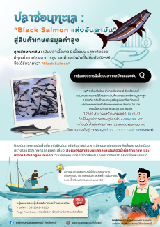 ปลาช่อนทะเล:“BlackSalmonแห่งอันดามัน”สู่สินค้าเกษตรมูลค่าสูง