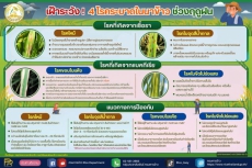 เฝ้าระวัง ! 4 โรคระบาดในนาข้าว ช่วงฤดูฝน