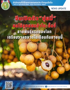 “ชุ่ยมี่”ผลไม้ลูกผสมระหว่างลำไยกับลิ้นจี่สายพันธุ์แรกของโลก