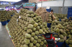 Durian exports pass 2025 total despite rising costs