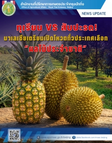 ทุเรียนVSสับปะรด!มาเลเซียเตรียมเปิดโหวตทั่วประเทศ