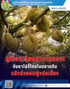 ตลาดทุเรียนในเอเชียตะวันออกเฉียงใต้อาจเปลี่ยนโฉม