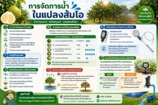 รดน้ำส้มโอให้ถูกระยะ เพิ่มผลผลิตเป๊ะ ไม่มีชะงัก