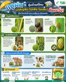 ฝนตกชุกระวังโรคและแมลงบุก