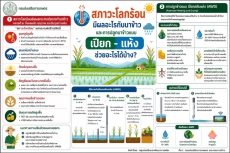 การปลูกข้าวแบบ เปียกสลับแห้ง (Alternate Wetting and Drying : AWD)