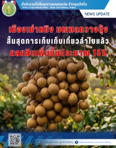 “เมืองเม่าหมิงมณฑลกวางตุ้ง”แหล่งผลิตลำไยที่มีชื่อเสียงของจีน
