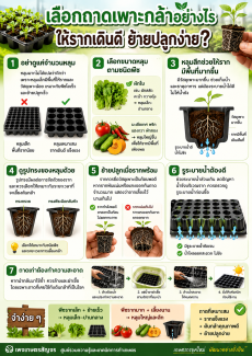เลือกถาดเพาะกล้าอย่างไร ให้รากเดินดี ย้ายปลูกง่าย ?