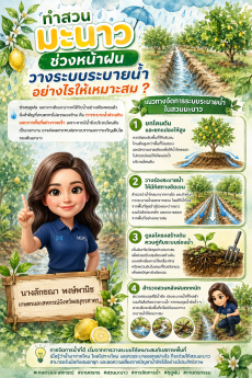 ทำสวนมะนาวช่วงหน้าฝน