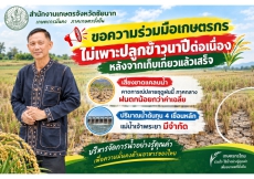 ขอความร่วมมือเกษตรกร ไม่เพาะปลูกข้าวนาปีต่อเนื่อง