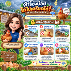 ฟ้าร้องบ่อย ไก่ไข่เครียดได้ ! ดูแลอย่างไรช่วงหน้าฝน