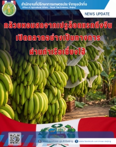 กล้วยหอมสดจากเปรูล็อตแรกถึงจีน