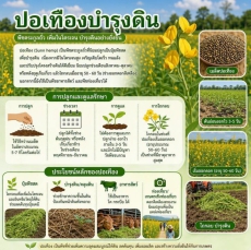 ปอเทืองบำรุงดิน