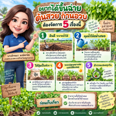 อยากได้ขึ้นฉ่ายต้นสวย ก้านอวบ ต้องจัดการ 5 เรื่อง