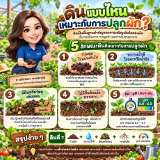 ดินแบบไหนเหมาะกับการปลูกผัก?
