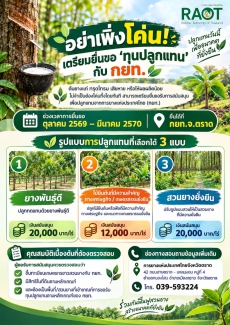 อย่าเพิ่งโค่น เตรียมยื่นขอ ทุนปลูกแทน กับ กยท.