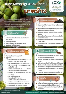 แนวทางการปฏิบัติหลังน้ำท่วม มะพร้าว