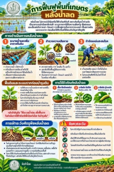 การฟื้นฟูที่เกษตร หลังน้ำลด