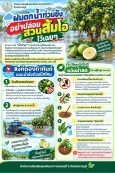 ฝนตก น้ำท่วมขับ อย่าปล่อยสวนส้มโอไว้เฉยๆ