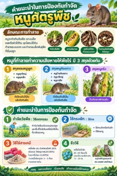 คำแนะนำในการป้องกันกำจัด หนูศัตรูพืช