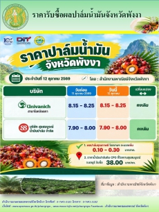 ราคารับซื้อผลปาล์มน้ำมันจังหวัดพังงา