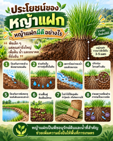 “หญ้าแฝกมีดีอย่างไร?