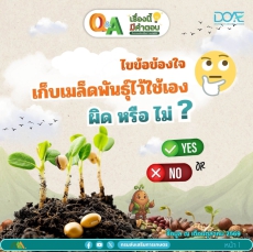 ไขข้อข้องใจ!เก็บเมล็ดพันธุ์ไว้ใช้เอง