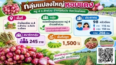 กลุ่มแปลงใหญ่หอมแดง