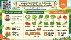 กลุ่มแปลงใหญ่พืชผัก บ้านสว่าง จังหวัดยโสธร