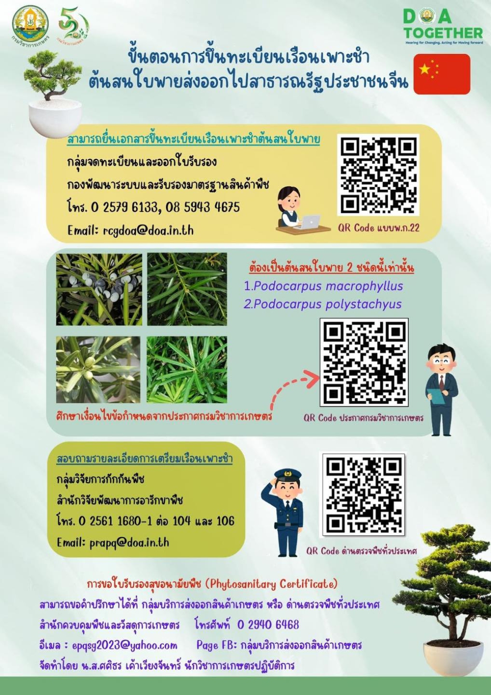 การขึ้นทะเบียนเรือนเพาะชำต้นสนใบพายเพื่อส่งออกไปยังสาธารณรัฐประชาชนจีน