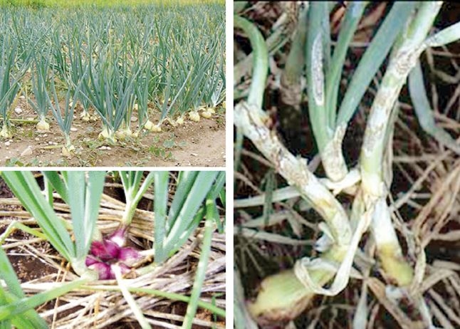 เตือนการระบาดโรคแอนแทรคโนสหรือโรคหอมเลื้อย