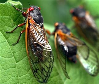 แจ้งเตือนศัตรูพืช “จักจั่น (Cicada)”