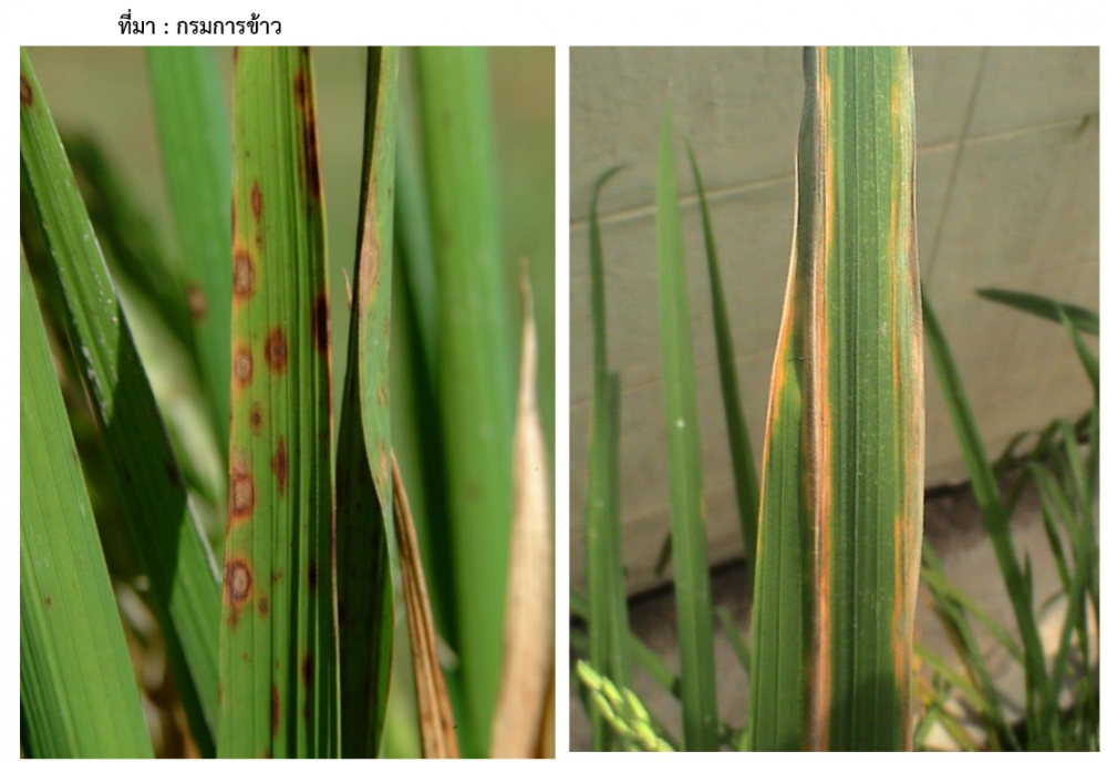 แจ้งเตือนศัตรูระบาด “โรคขอบใบแห้ง (Bacterial Leaf Blight Disease)”