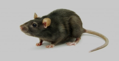 หนู (RaT)