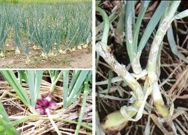 โรคแอนแทรคโนสหรือโรคหอมเลื้อยหรือโรคหมานอน