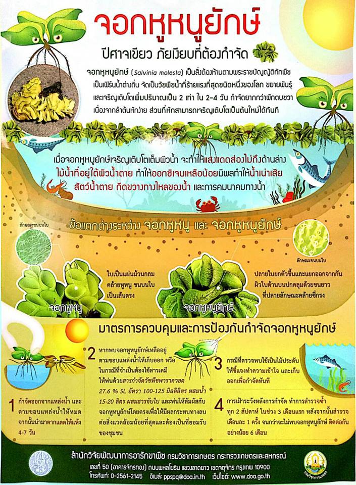 การระบาดของ จอกหูหนูยักษ์...มหันตภัยเงียบ