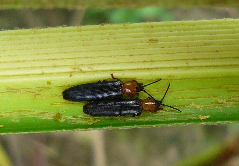 แมลงดำหนามมะพร้าว