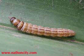 แจ้งเตือน โรค ศัตรูมะพร้าว