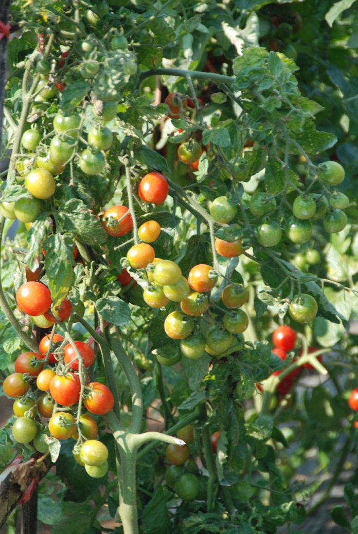 แจ้งเตือน โรคที่เกิดจากไวรัส ในมะเขือเทศ