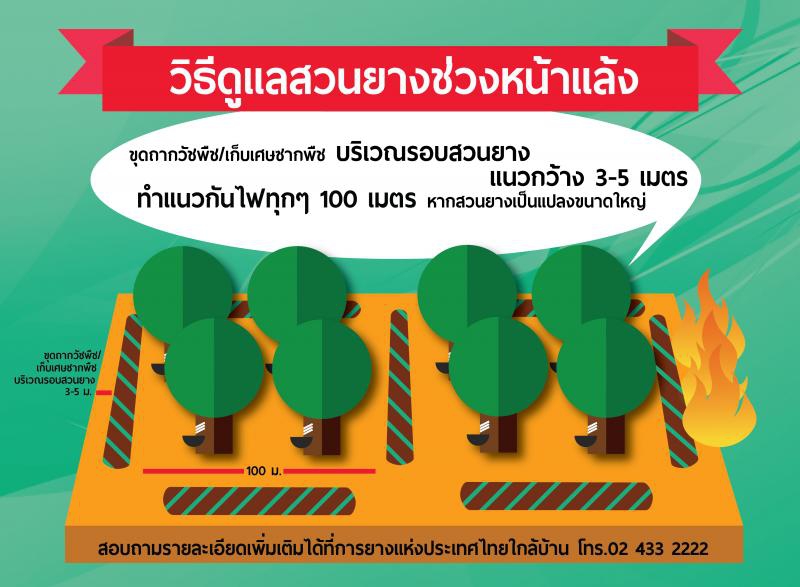 การดูแลสวนยางช่วงหน้าแล้ง