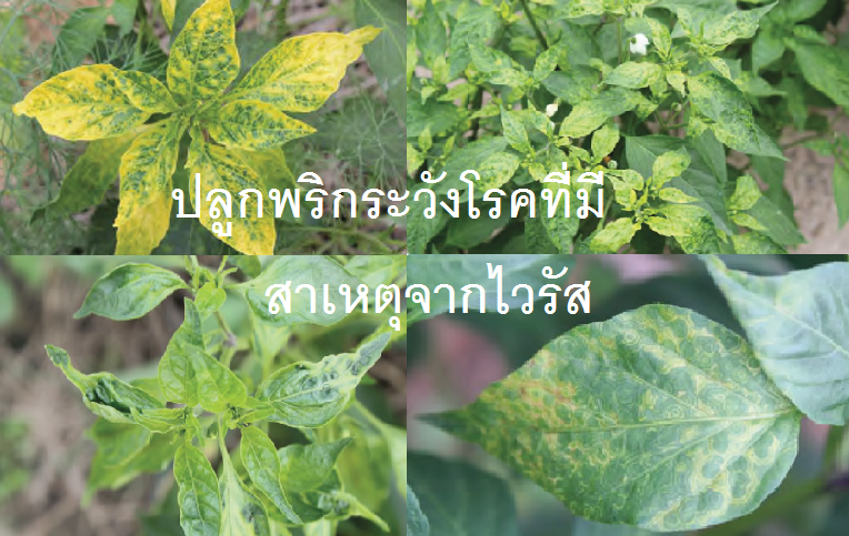 ปลูกพริกระวังโรคที่มีสาเหตุจากไวรัส