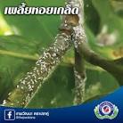 เตือนภัยการระบาดของ เพลี้ยหอยเกล็ดทุเรียน