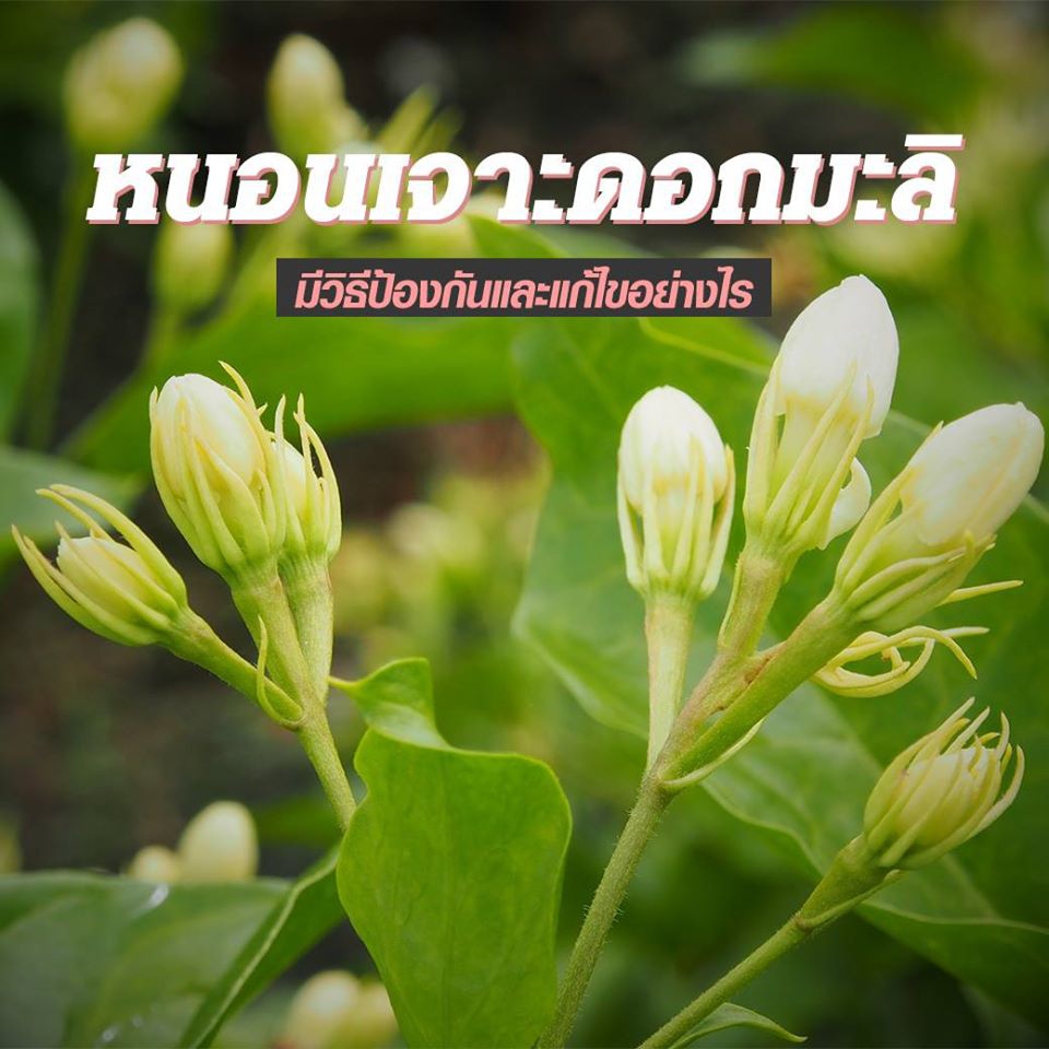 แจ้งเตือนพืชที่เกิดผลกระทบ 29 เมษายน 63 - 5 พฤษภาคม 2563