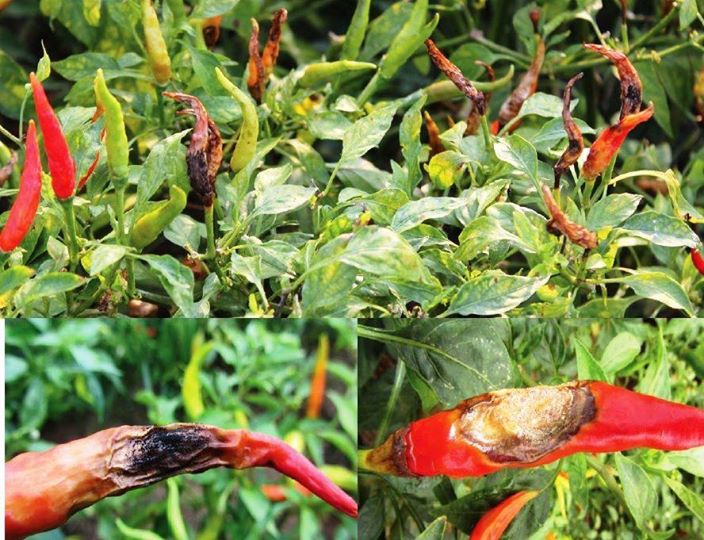 เกษตรกรปลูกพริกเตรียมรับมือโรคแอนแทรคโนส