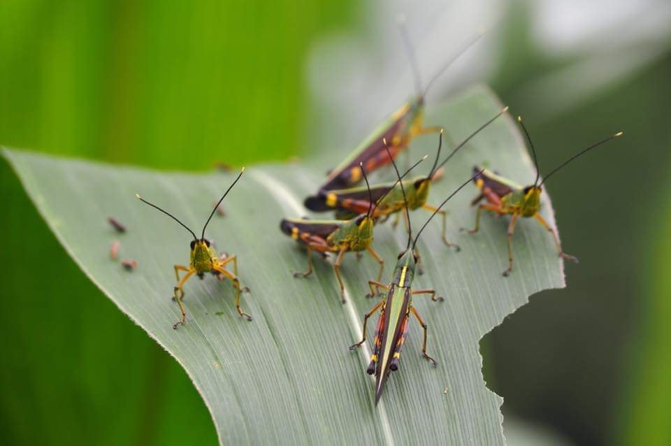 เตือนภัยตั๊กแตนไผ่ระบาด