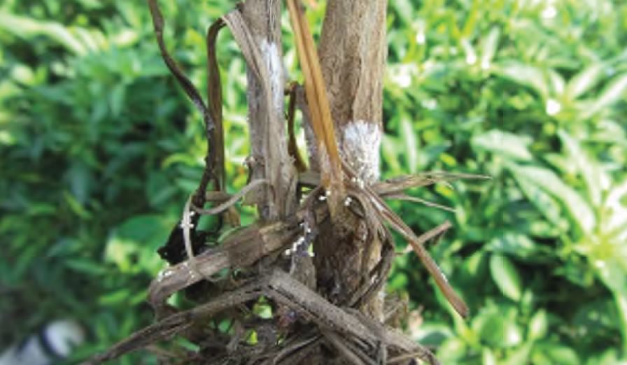 ฝนมาปลูกพริกระวังโรครากเน่าและโคนเน่า
