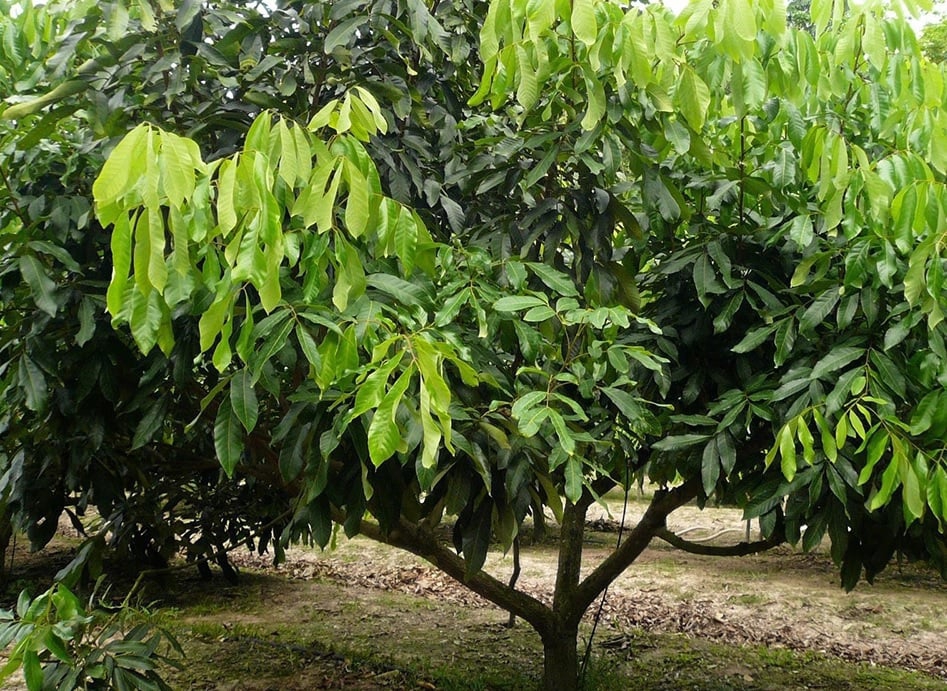 ระวัง โรคใบจุดดำ (เชื้อรา Colletotrichum gloeosporioides) ในลำไย