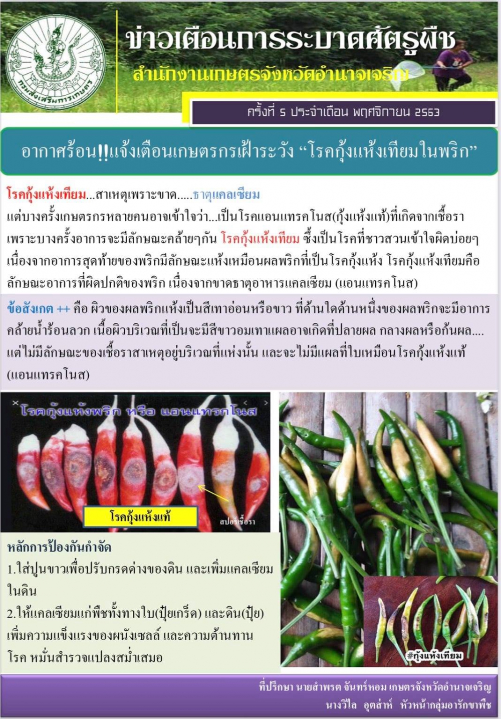 ระวัง โรคกุ้งแห้งเทียมในพริก