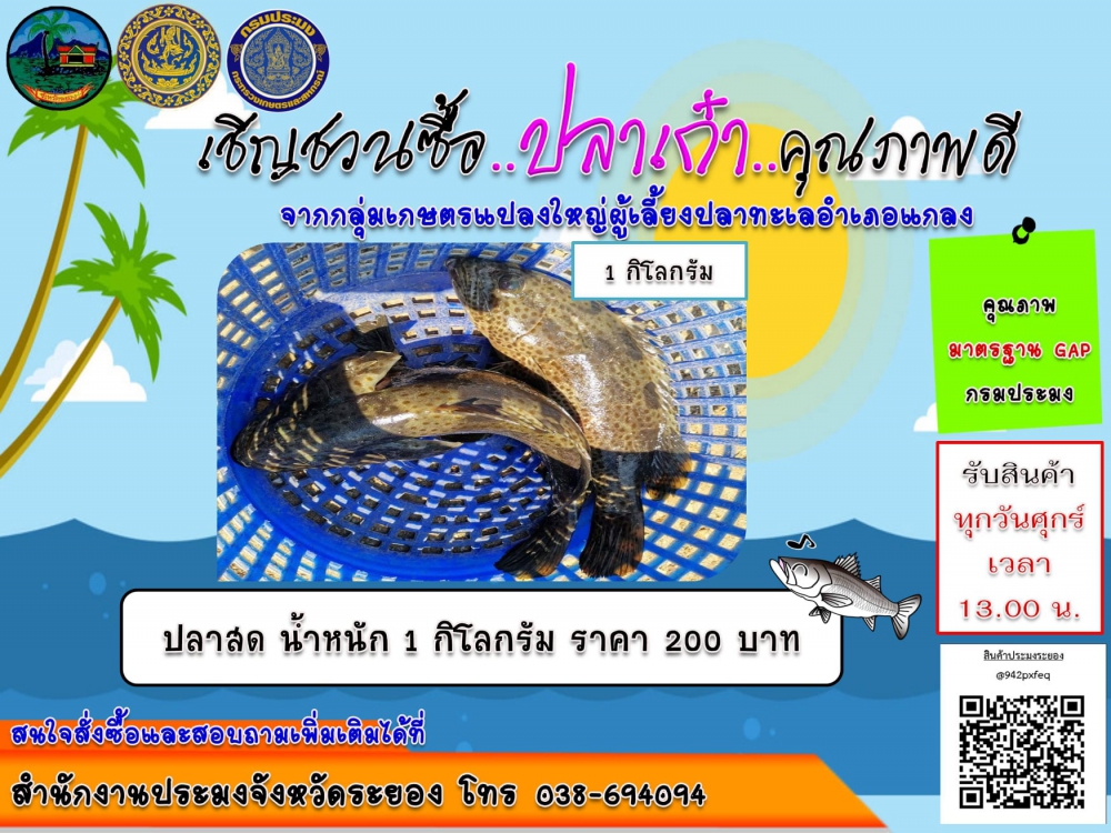 เชิญชวญสั่งซื้อปลาเก๋า